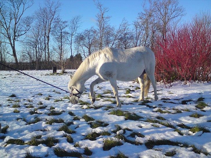 Anden særlig race Nuggi billede 20