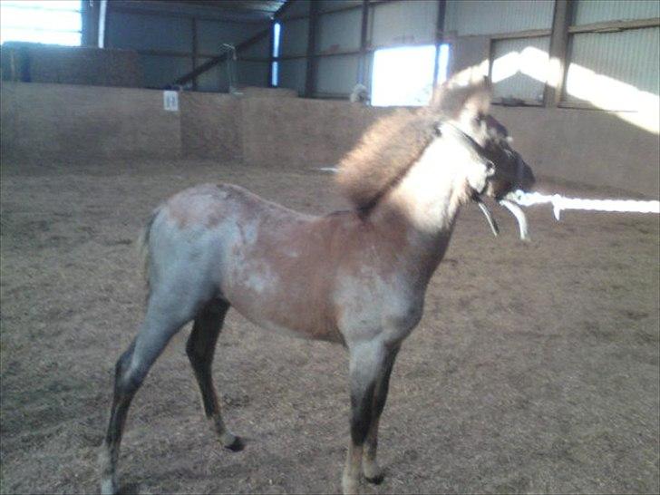 DSP Hjørringgaards Volando - 3 md gammel billede 1