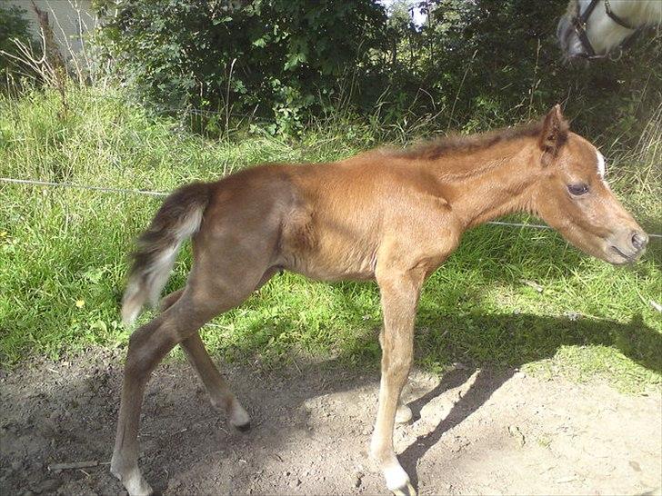 DSP Hjørringgaards Volando - 1 dag gammel billede 2