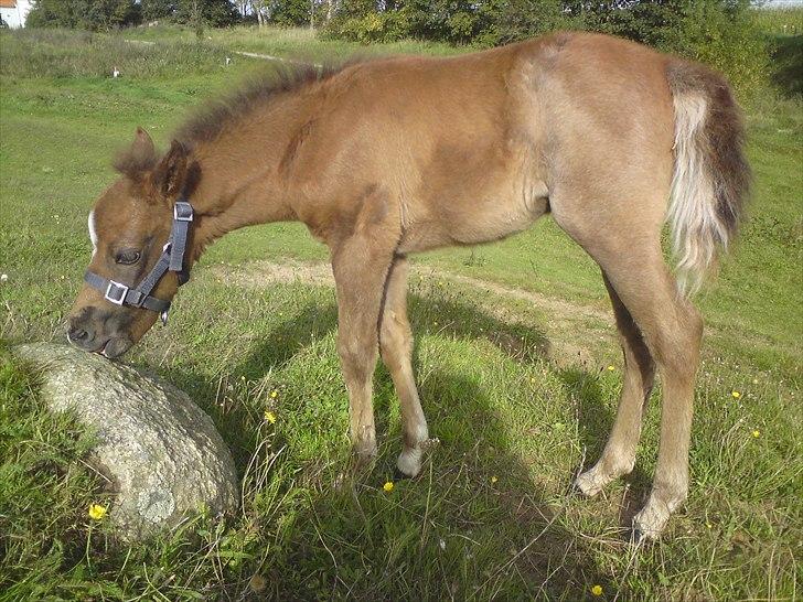 DSP Hjørringgaards Volando - 3 uger billede 3