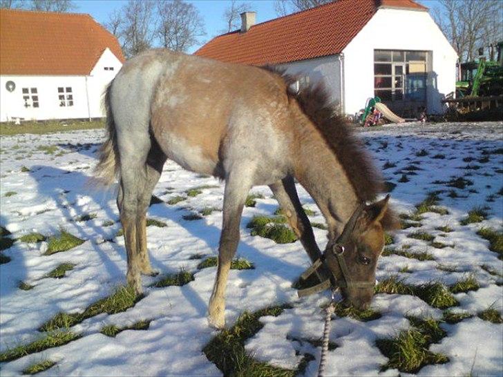 DSP Hjørringgaards Volando - 4 md gammel billede 4