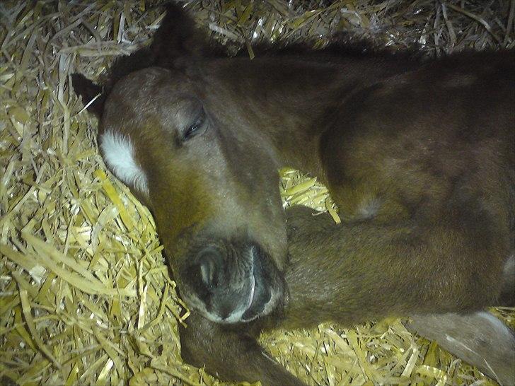 DSP Hjørringgaards Volando - åhhh så træt billede 5