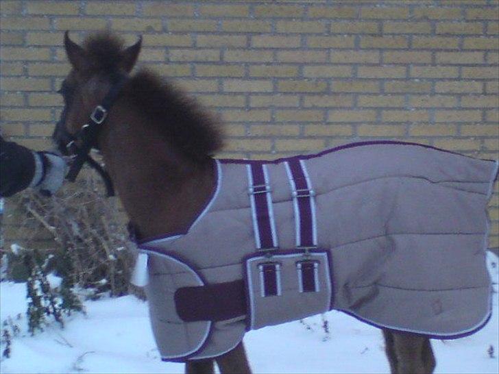 DSP Hjørringgaards Volando - nyt dækken 4 md gammel og meget tynd følpels billede 6