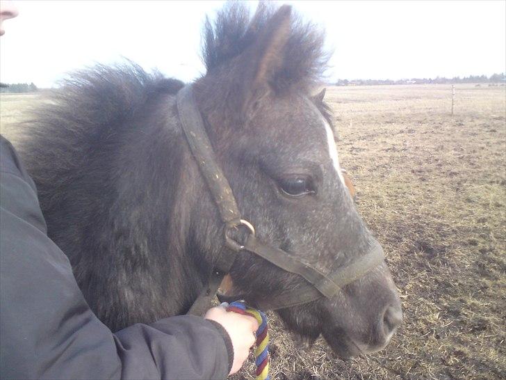 DSP Hjørringgaards Volando - 7 md  billede 7