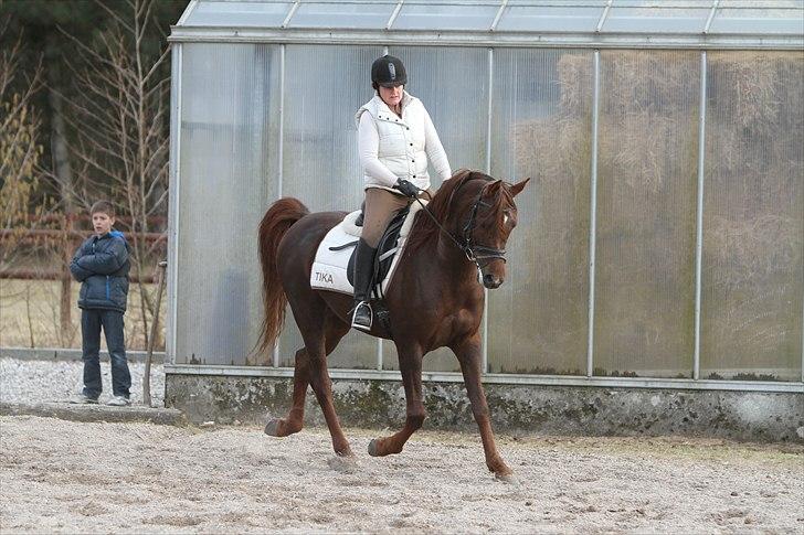 Arabisk fuldblod (OX) Wroclaw-AVLSHINGST- billede 2