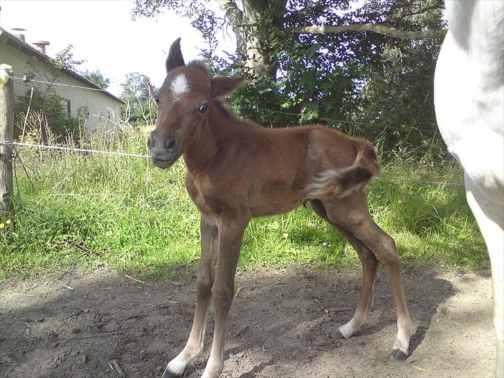 DSP Hjørringgaards Volando - 3 dage gammel billede 8