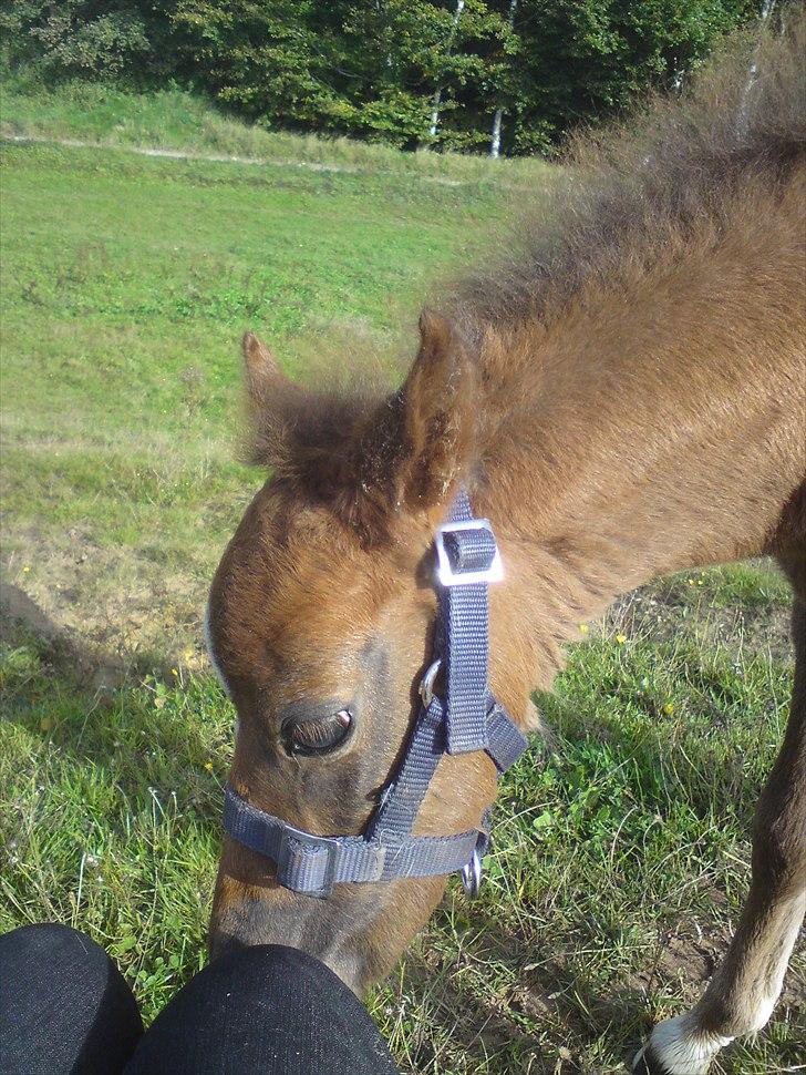 DSP Hjørringgaards Volando billede 9