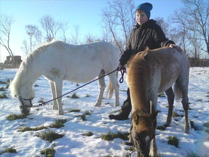 DSP Hjørringgaards Volando - Mor Nuggi og Volando billede 10