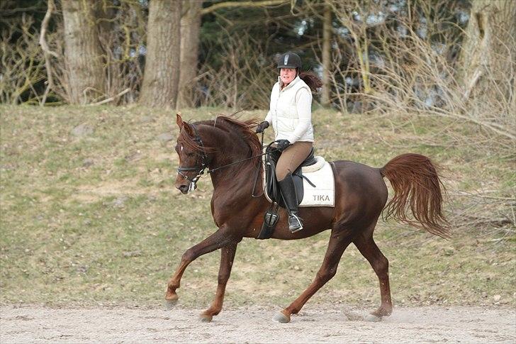 Arabisk fuldblod (OX) Wroclaw-AVLSHINGST- billede 1