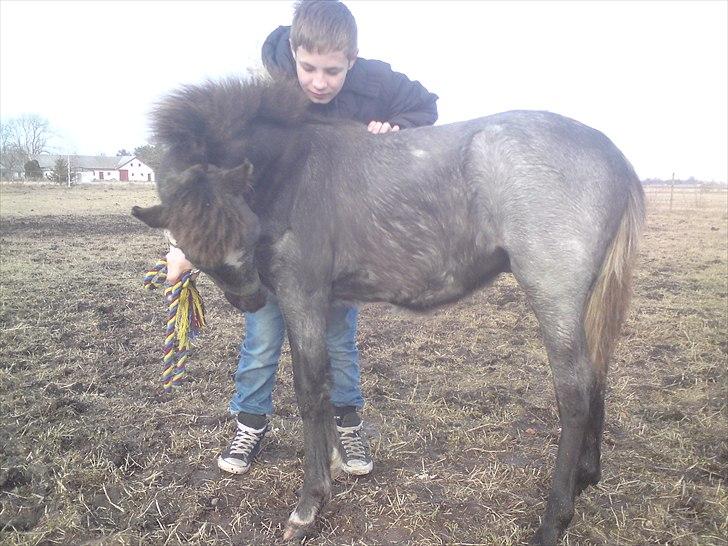 DSP Hjørringgaards Volando - 7 md gammel billede 11