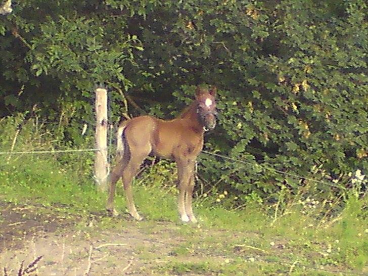 DSP Hjørringgaards Volando billede 12