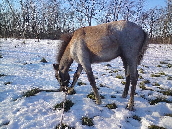 DSP Hjørringgaards Volando billede 13