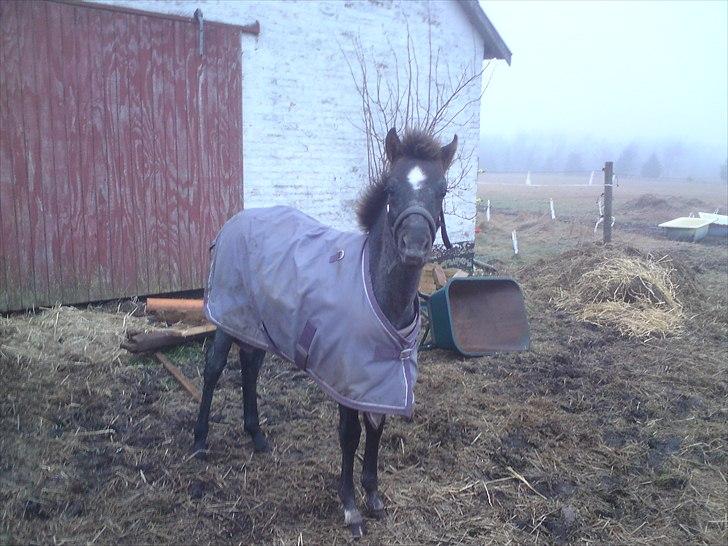 DSP Hjørringgaards Volando - 6 md gammel  billede 14