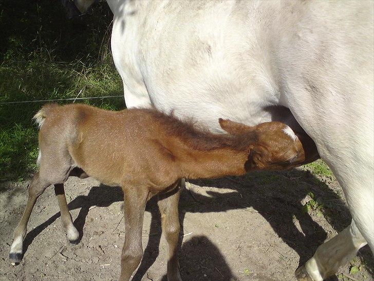 DSP Hjørringgaards Volando - ummm en god tår mælk billede 15