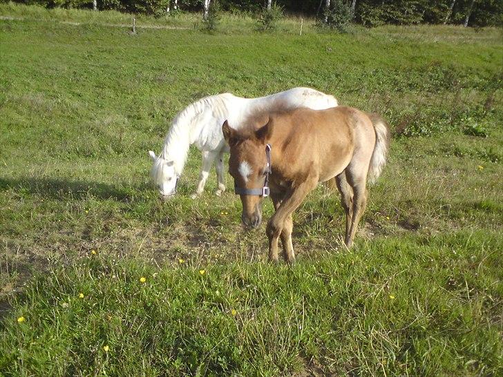 DSP Hjørringgaards Volando billede 16