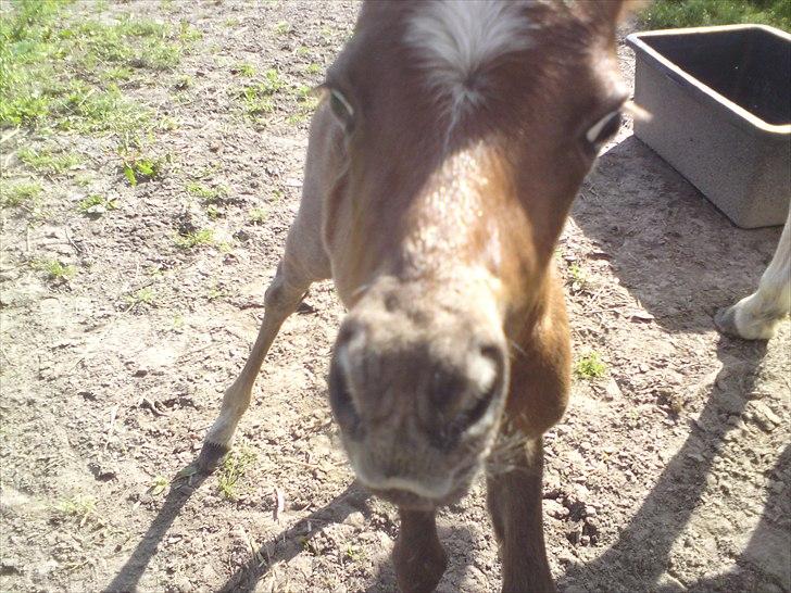 DSP Hjørringgaards Volando billede 17