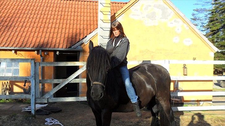 Anden særlig race Amaya #SOLGT# - Dejligt hun er så rolig.  Så er det snart igang med tilridning. April 2011 billede 15