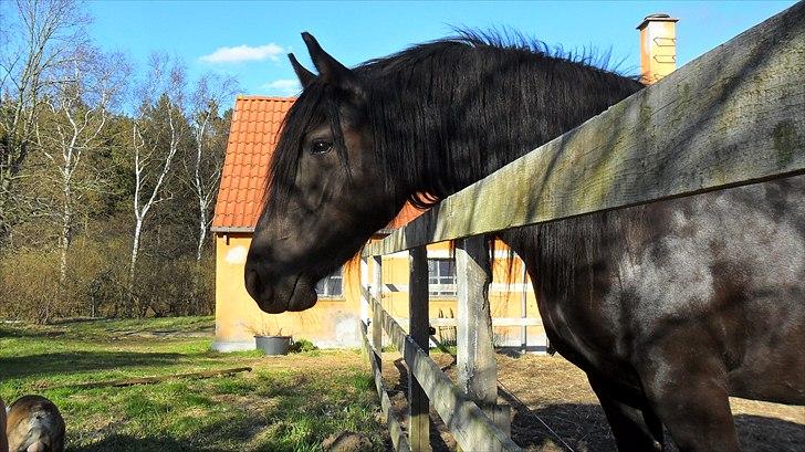 Anden særlig race Amaya #SOLGT# billede 16