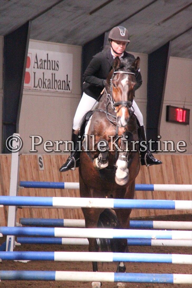 Holstener Amadeus  billede 7