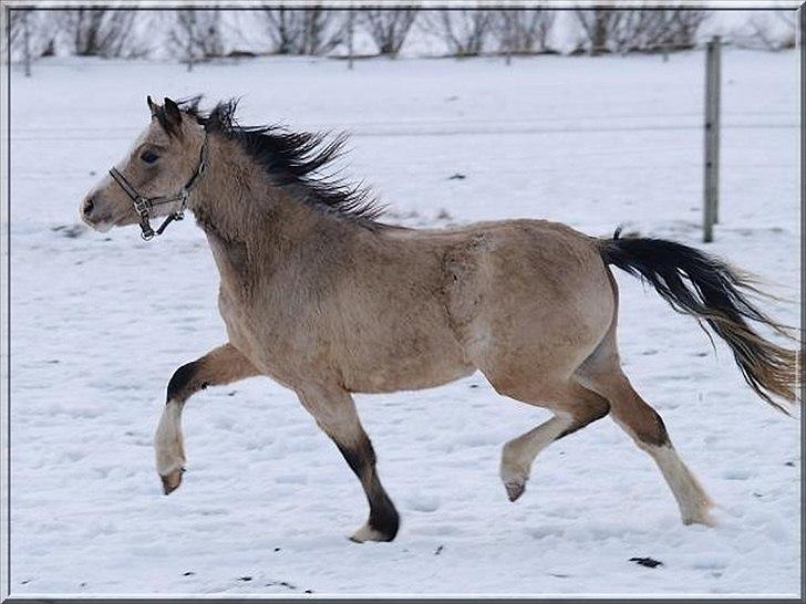 Welsh Mountain (sec A) Rø's No Doubt billede 6