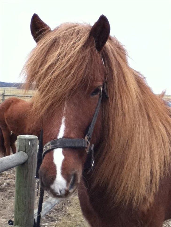 Islænder Blossi fra bonderup - blossi der glæder sig til en dejlig ride tur ;) billede 2