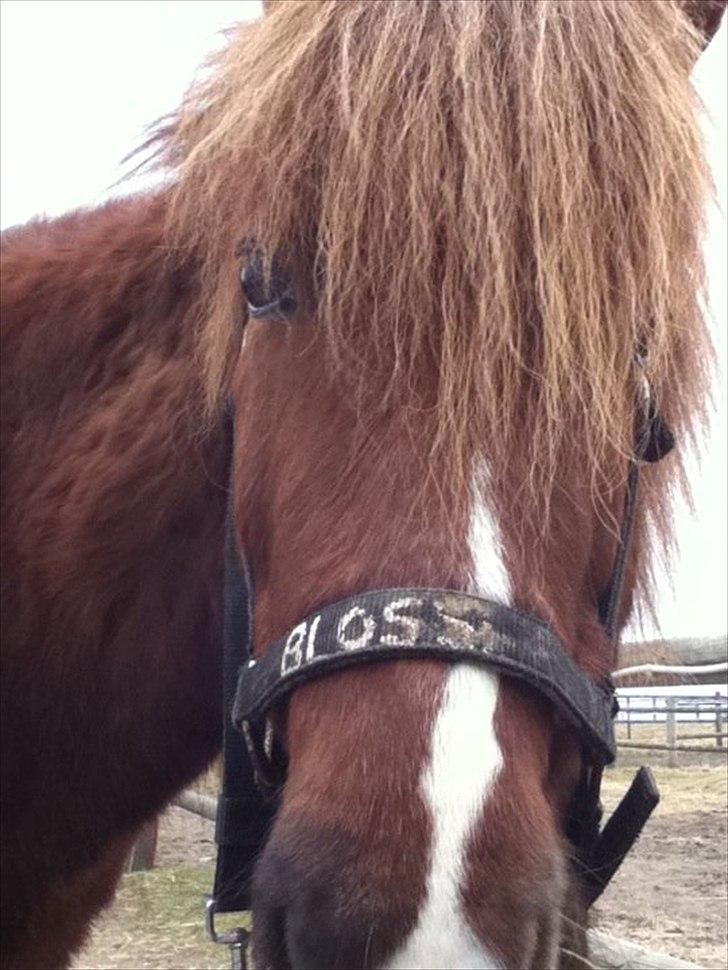 Islænder Blossi fra bonderup - den nysgerie hest ;) billede 3