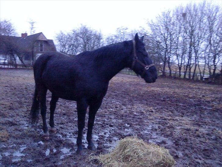 Anden særlig race Chagall billede 1
