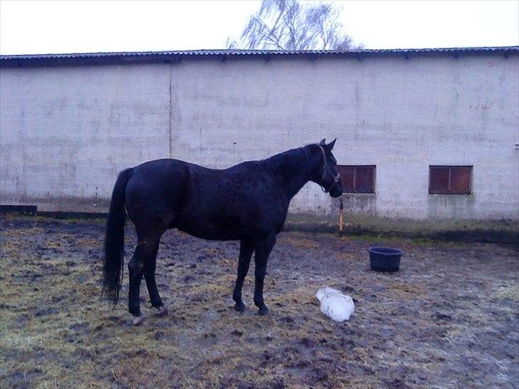 Anden særlig race Chagall billede 2