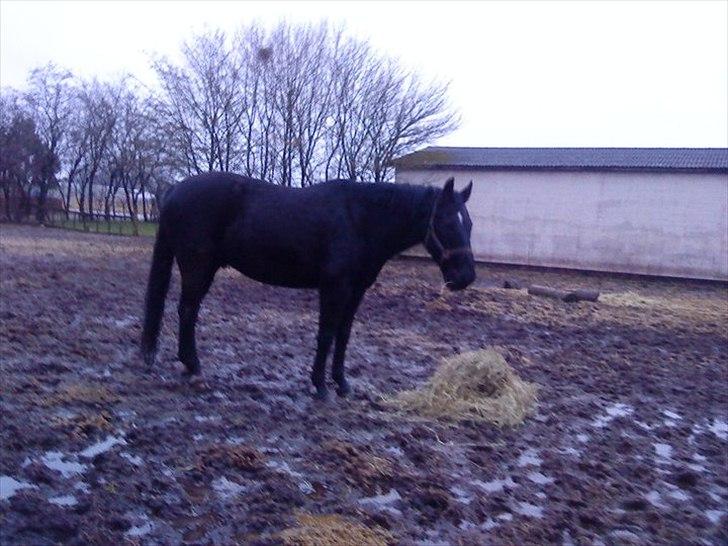 Anden særlig race Chagall billede 3