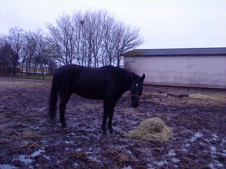 Anden særlig race Chagall billede 4