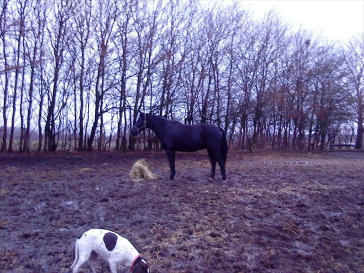 Anden særlig race Chagall billede 5