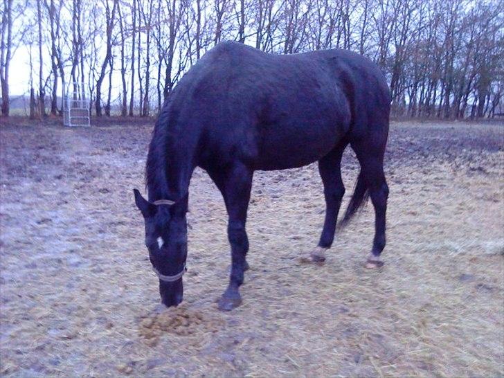 Anden særlig race Chagall billede 6