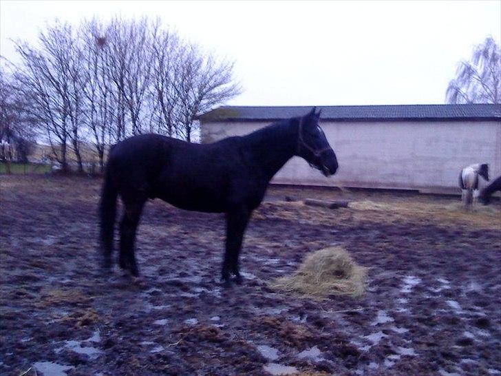 Anden særlig race Chagall billede 7