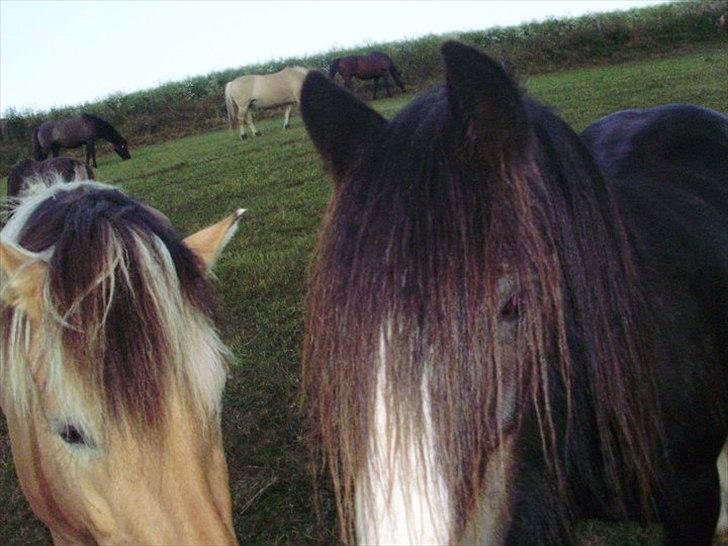 Tinker Aasgaard's Mac. Gregon billede 3