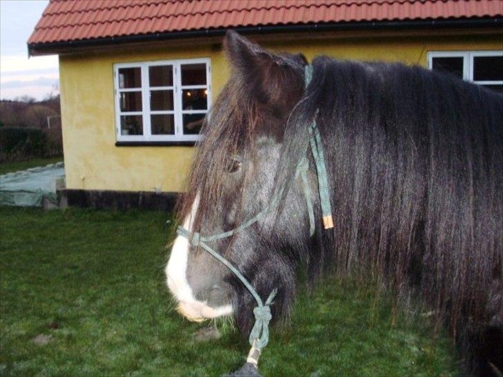 Tinker Aasgaard's Mac. Gregon billede 5