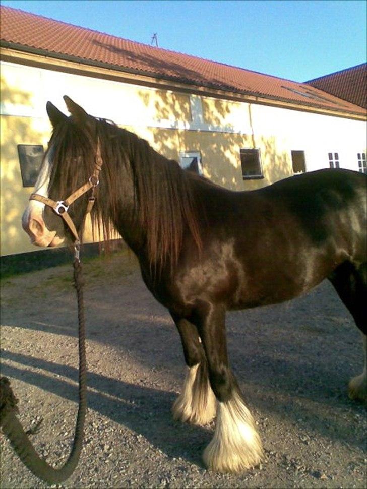 Tinker Aasgaard's Mac. Gregon billede 6