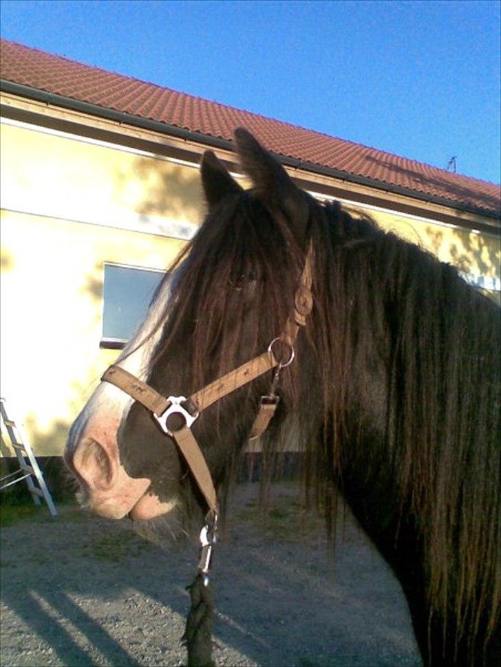 Tinker Aasgaard's Mac. Gregon billede 7