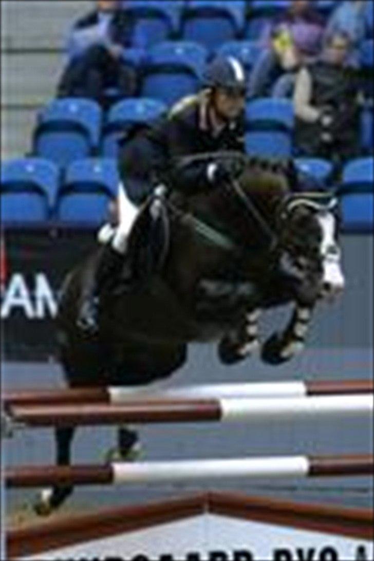 DSP Sønderlunds Asanti B-pony R.I.P - Asanti´s far  Chamberlain :D Sejereje <3 <3 2007 eller 2006 billede 9