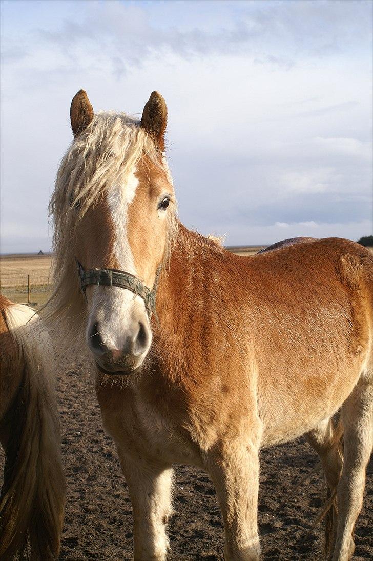 Tyroler Haflinger Nanok Mix Søgaard SOLGT! - 17] 09-03-2011 billede 17