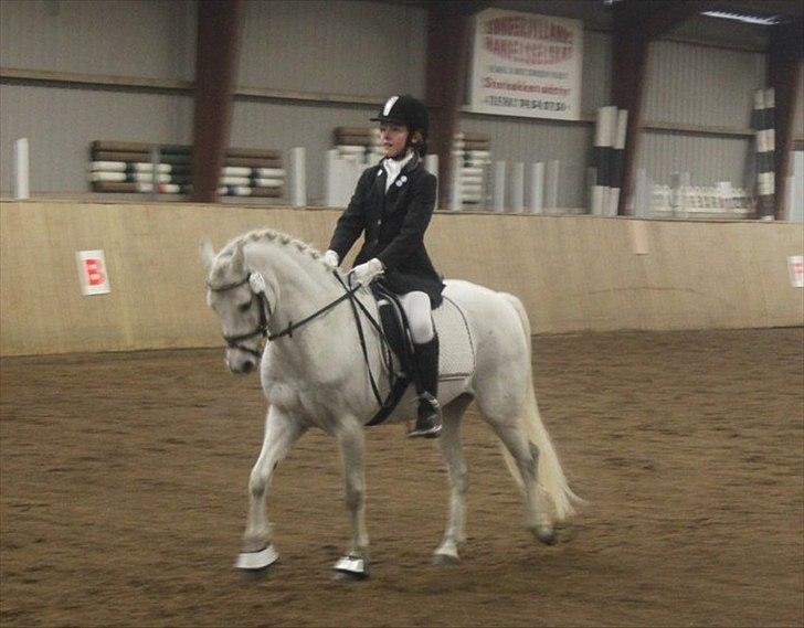 Welsh Pony (sec B) Milton - RHO 2 plads! :* dygtig dreng. billede 8