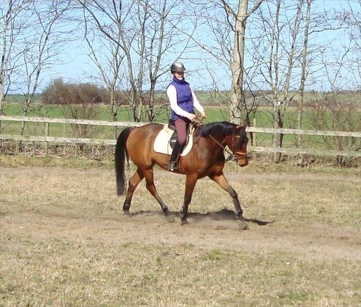 Anden særlig race Stewart Stardust billede 14