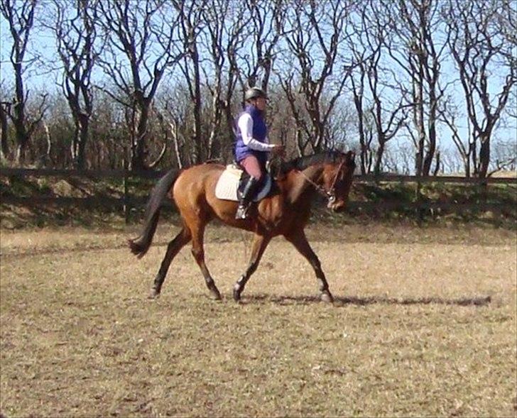 Anden særlig race Stewart Stardust billede 15