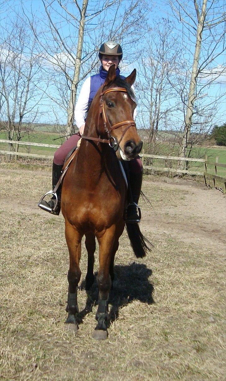 Anden særlig race Stewart Stardust billede 16