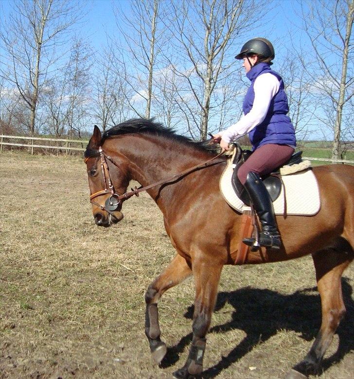 Anden særlig race Stewart Stardust billede 17