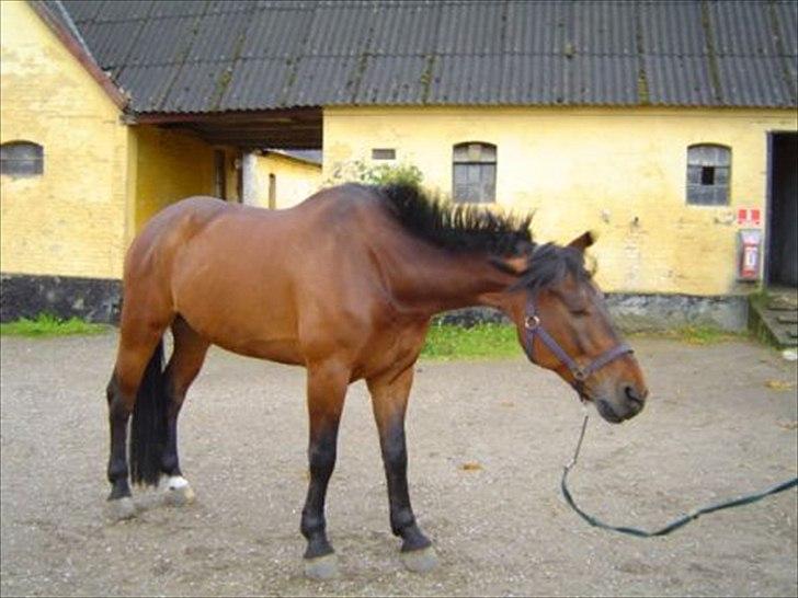 Oldenborg horsebjerg royal kahn billede 3