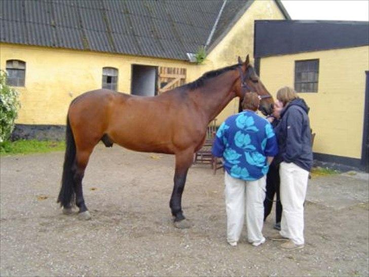 Oldenborg horsebjerg royal kahn billede 4
