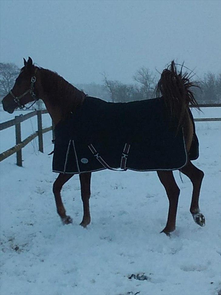 Arabisk fuldblod (OX) mastrem ox  (max) Solgt. billede 11