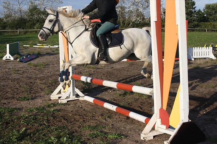 Anden særlig race Emma - Spring på Uldum Rideskole  Fotograf: Mig billede 11