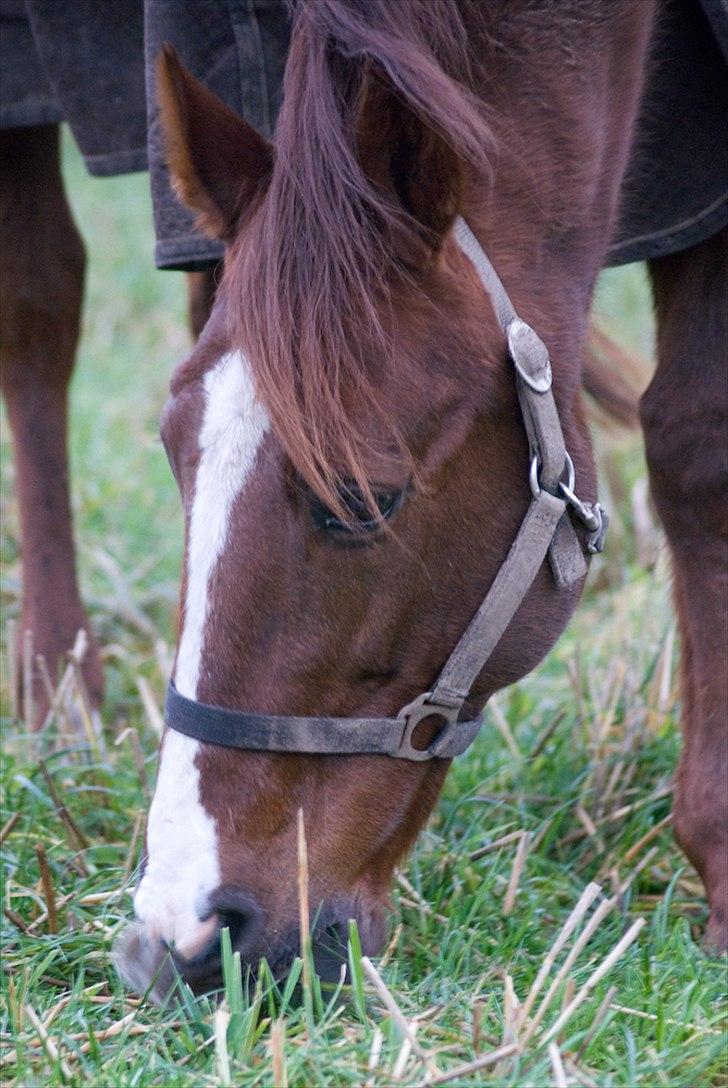 Traver Elegant Stendal.  Elefanten! - Fordi du er som du er og har det kønneste hovede af alle :´)<33 billede 15