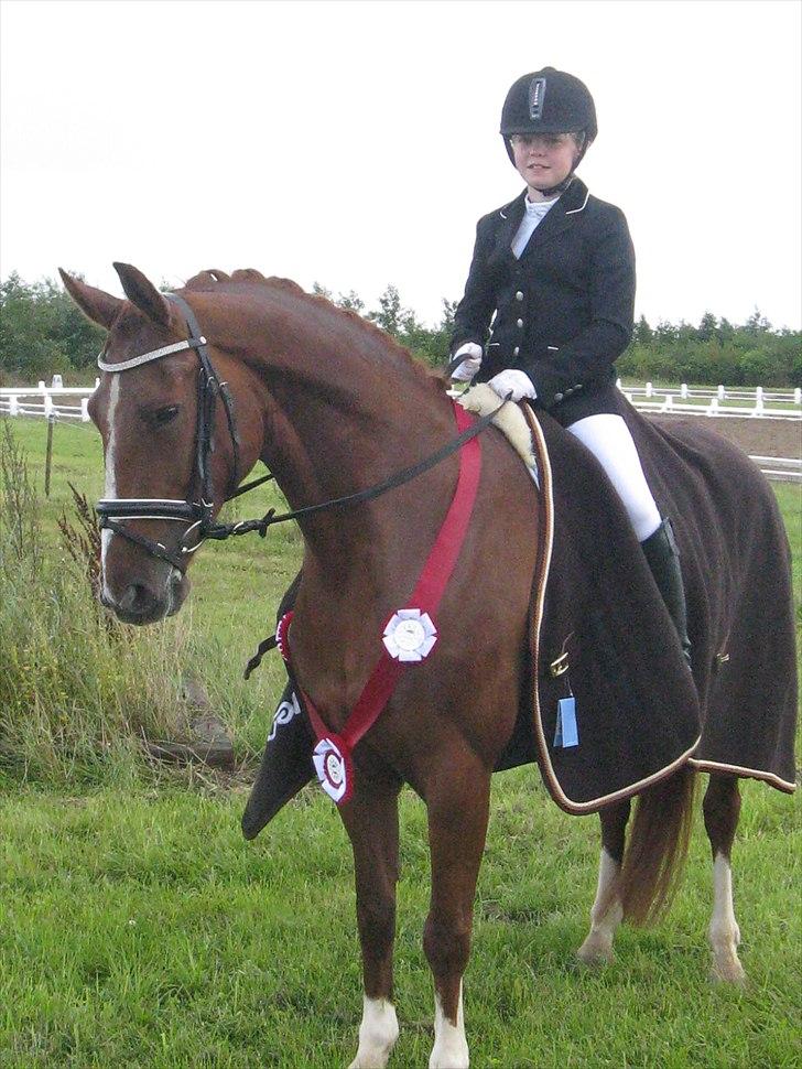 Anden særlig race Cissero - Farmland cup vinder 2010 billede 18